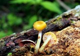 Chromosera cyanophylla image