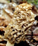 Morchella esculentoides image