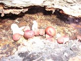 Gymnopilus luteofolius image