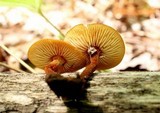 Xeromphalina tenuipes image