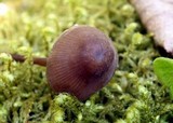Mycena inclinata image