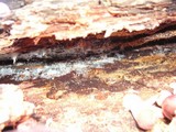 Gymnopilus luteofolius image