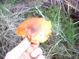 Gymnopilus luteofolius image
