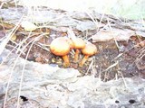 Gymnopilus luteofolius image