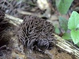 Stemonitis fusca image