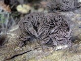 Stemonitis fusca image