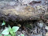 Physarum album image