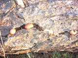 Gymnopilus luteofolius image
