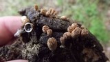 Cyathus stercoreus image
