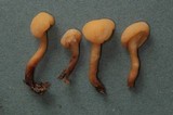 Cudonia circinans image