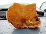 Disciotis venosa image