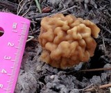 Gyromitra montana image