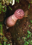 Boletellus emodensis image