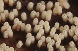 Henningsomyces candidus image