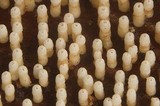 Henningsomyces candidus image