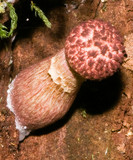 Boletellus emodensis image