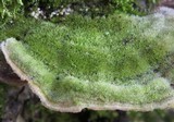 Cerrena unicolor image