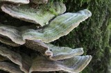Cerrena unicolor image