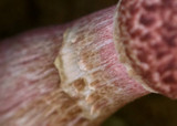 Boletellus emodensis image