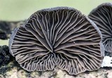 Resupinatus alboniger image