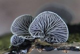 Resupinatus alboniger image