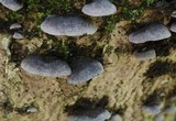 Resupinatus alboniger image