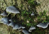 Resupinatus alboniger image
