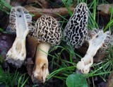 Morchella esculentoides image