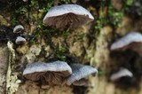 Resupinatus alboniger image
