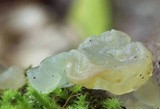 Myxarium nucleatum image