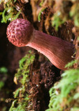 Boletellus emodensis image