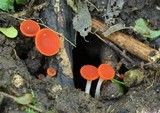Sarcoscypha occidentalis image