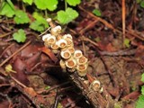 Nidula niveotomentosa image