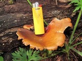 Royoporus badius image