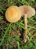 Agrocybe molesta image