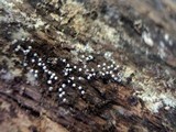 Physarum album image