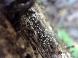 Physarum album image