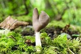 Helvella elastica image