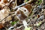 Helvella elastica image