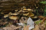 Hypholoma fasciculare var. pusillum image