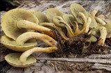 Hypholoma fasciculare var. pusillum image