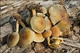 Hypholoma fasciculare var. pusillum image