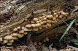Hypholoma fasciculare var. pusillum image