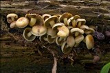 Hypholoma fasciculare var. pusillum image