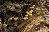 Hypholoma fasciculare var. pusillum image