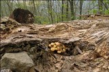 Hypholoma fasciculare var. pusillum image