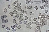 Hypholoma fasciculare var. pusillum image