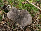 Tricholoma atrosquamosum image