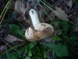Tricholoma acerbum image