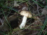 Tricholoma acerbum image